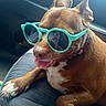 accessory, animal, brown_dog, canine, car_seat, companion, cool, cute, dog, funny, indoors, pet, playful, portrait, relaxed, seat, summer, sunglasses, tongue_out, vehicle