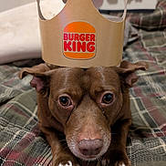 Penny joined the competition — help win amazing prizes! animal, bedroom, brown_dog, burger_king_crown, canine, closeup, cute, dog, domestic_animal, ears, face, fur, household, indoor, lying_down, paws, pet, plaid_blanket, portrait, whiskers