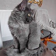 Mishka joined the competition — help win amazing prizes! blanket, carpet, cat, chair, cozy, decorative_mirror, domestic_animal, fluffy, fur, furniture, gray_cat, home, indoor, looking_away, mirror, pet, radiator, relaxed, sitting, tail