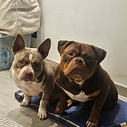 Aya Asthon participe au concours pour gagner de l'argent avec cette photo : dogs, pit_bull, bulldog, pets, canines, sitting, indoors, mattress, blue_mattress, blanket, tile_floor, white_wall, brown_dog, white_dog, short-haired, floppy_ears, upright_ears, serious_expression, portrait, home_interior