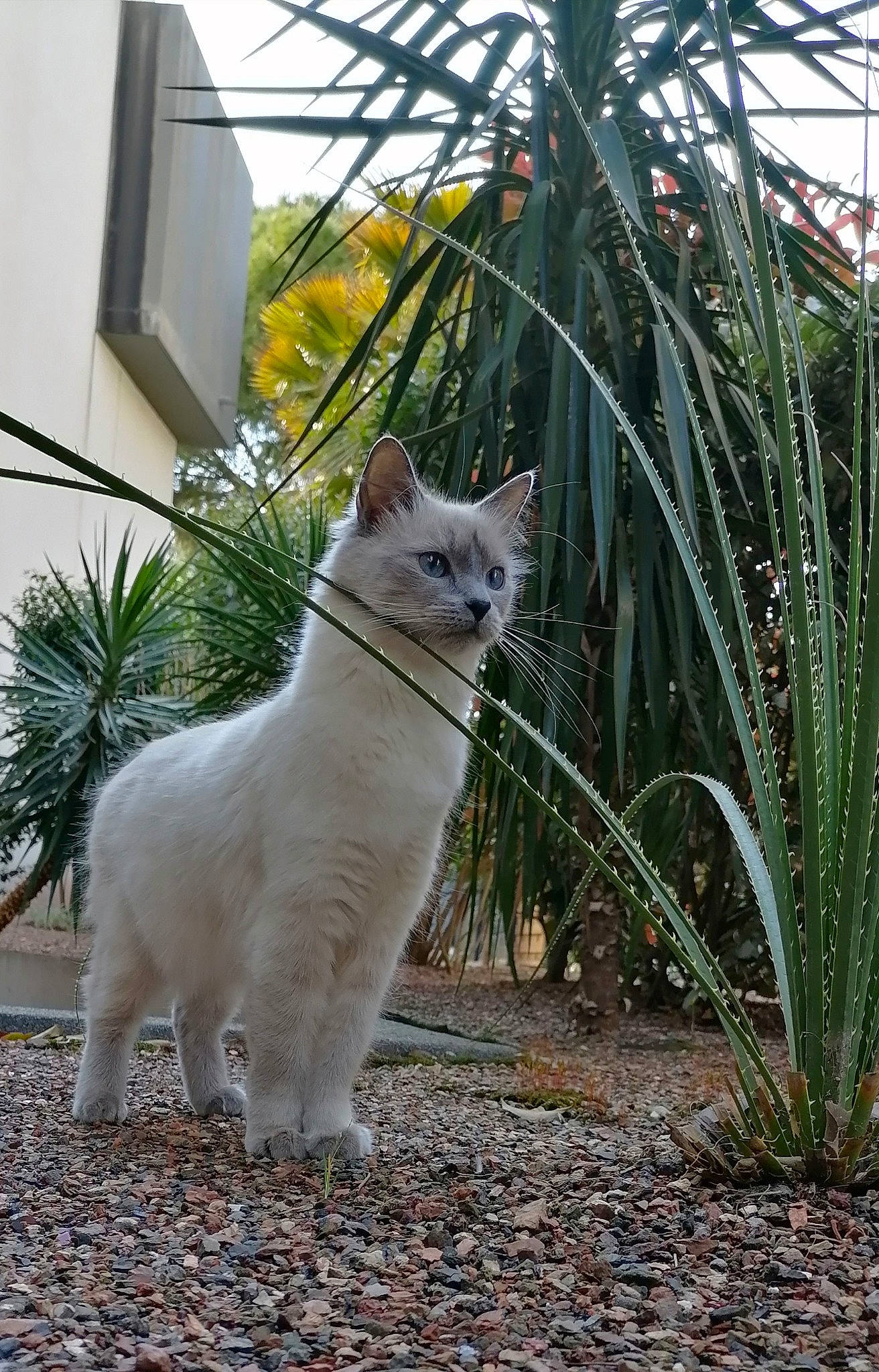 Fify a rejoint le concours — aidez-le/la à gagner de superbes lots ! arecales, carnivore, cat, domestic_short_haired_cat, fawn, felidae, flowering_plant, fur, grass, metal, plant, road_surface, shrub, small_to_medium_sized_cats, snout, tail, terrestrial_animal, terrestrial_plant, tree, whiskers