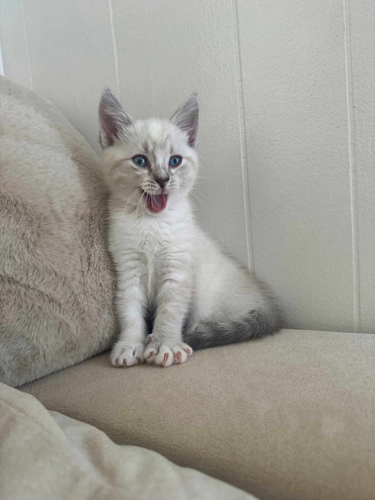 Dutchess joined the competition — help win amazing prizes! cat, kitten, pet, blue_eyes, indoor, couch, paw, fur, yawning, sitting, whiskers, cute, small, domestic_animal, furniture, wall, cozy, soft_texture, portrait, playful