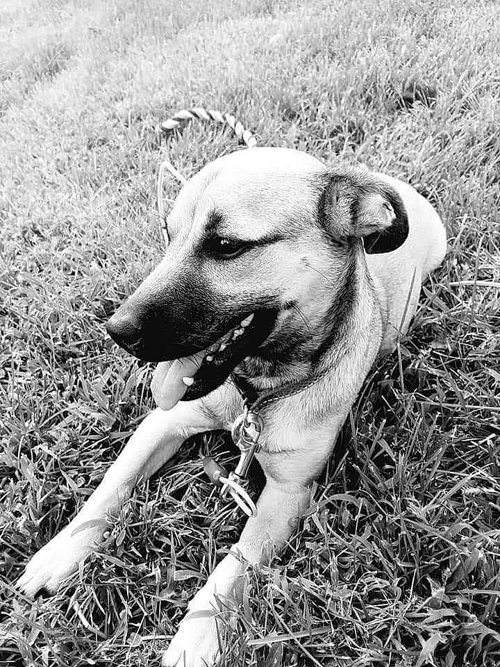 Nubby is registered to the contest to win money with this photo: black_and_white, black_mouth_cur, canidae, carnivore, dog, dog_breed, fawn, grass, mammal, monochrome, mountain_cur, photography, snout, sporting_group, street_dog, vertebrate