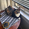Yackie is registered to the contest to win money with this photo: cat, tortoiseshell_cat, table, table_runner, window, window_blinds, curtains, wooden, indoor, sunlight, pet, animal, feline, resting, looking, green_eyes, domestic, cozy, quiet, home