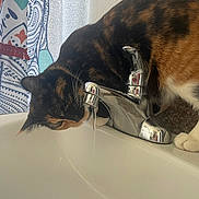 Yackie joined the competition — help win amazing prizes! cat, calico_cat, sink, faucet, water, drinking, bathroom, curtains, chrome, pets, animal, whiskers, paws, home, indoor, close_up, patterned_curtains, reflection, curious, domestic_cat
