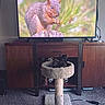 Yackie joined the competition — help win amazing prizes! cat, cat_tree, television, squirrel, wooden_cabinet, carpet, indoor, pet, animal, furniture, screen, nature_on_tv, cozy, living_room, watching, fluffy, small_pet, entertainment, relaxation, home