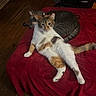 Zoey is registered to the contest to win money with this photo: cat, cats, indoor, red_blanket, wooden_floor, pet_stroller, feline, grooming, curious, relaxed, animal, pet, two_animals, fur, whiskers, tail, ears, eyes, resting, household