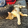 Zoey joined the competition — help win amazing prizes! cat, sleeping, couch, furniture, indoor, pet, animal, resting, tabby_cat, orange_cat, blanket, red_jacket, cozy, domestic, fur, relaxation, home, living_room, cute, companion