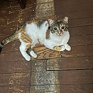 Zoey joined the competition — help win amazing prizes! cat, calico, pet, animal, floor, wood, indoor, curious, feline, laying, resting, whiskers, ears, tail, paws, domestic, cute, eyes, fur, house