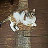 cat, calico, pet, animal, floor, wood, indoor, curious, feline, laying, resting, whiskers, ears, tail, paws, domestic, cute, eyes, fur, house