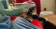 Zoey is registered to the contest to win money with this photo: cat, calico_cat, blanket, red_curtain, plush_toy, leopard_plush, indoor, furniture, table, sofa, cozy, relaxing, pet, animal, soft_fabric, window_light, home, domestic, resting, warm_lighting