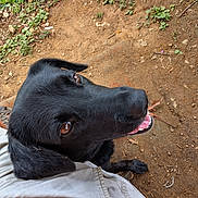 Midnight is registered to the contest to win money with this photo: black_dog, dog, canine, pet, animal, outdoor, grass, dirt, ground, person, shorts, paw, tongue, teeth, happy, looking_up, nature, summer, closeup, companion