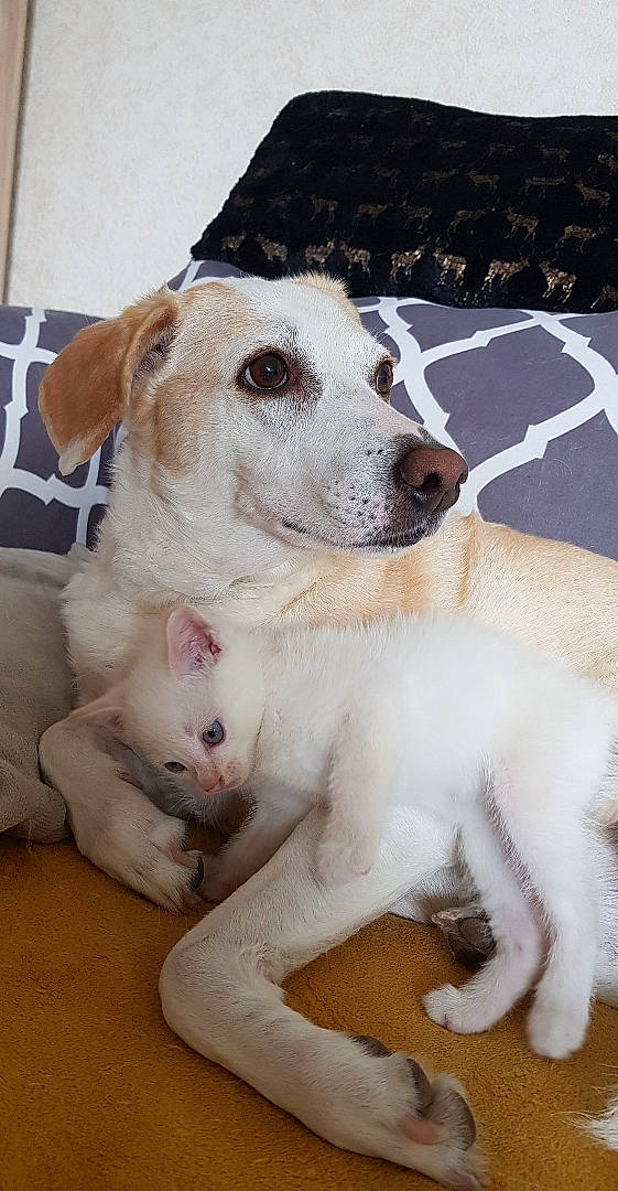 Hemie participe au concours pour gagner de l'argent avec cette photo : ancient_dog_breeds, canidae, carnivore, collar, companion_dog, dog, dog_breed, dog_collar, fawn, fur, giant_dog_breed, non_sporting_group, paw, snout, sporting_group, street_dog, terrestrial_animal, whiskers, working_animal, working_dog