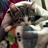 Atreides is registered to the contest to win money with this photo: kitten, cat, blanket, cozy, cute, fur, paw, indoor, snug, animal, pet, young, soft, colorful, resting, comfort, closeup, texture, warm, cute_animal