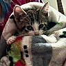 kitten, cat, blanket, cozy, cute, fur, paw, indoor, snug, animal, pet, young, soft, colorful, resting, comfort, closeup, texture, warm, cute_animal