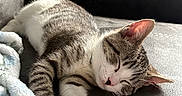Atreides joined the competition — help win amazing prizes! cat, sleeping, tabby, couch, blanket, indoor, pet, relaxed, feline, cozy, fur, paw, pink_paw_pads, close_up, resting, soft_light, animal, whiskers, ears, domestic