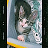 Atreides is registered to the contest to win money with this photo: kitten, cat, pet, animal, feline, green_eyes, paw, basket, blanket, fish_pattern, cozy, curious, indoor, cute, young, fur, whiskers, portrait, resting, soft