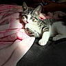 Atreides joined the competition — help win amazing prizes! kitten, cat, tabby, pet, animal, feline, green_eyes, paw, blanket, pink, soft, cozy, resting, indoor, cute, fur, striped, relaxed, portrait, closeup