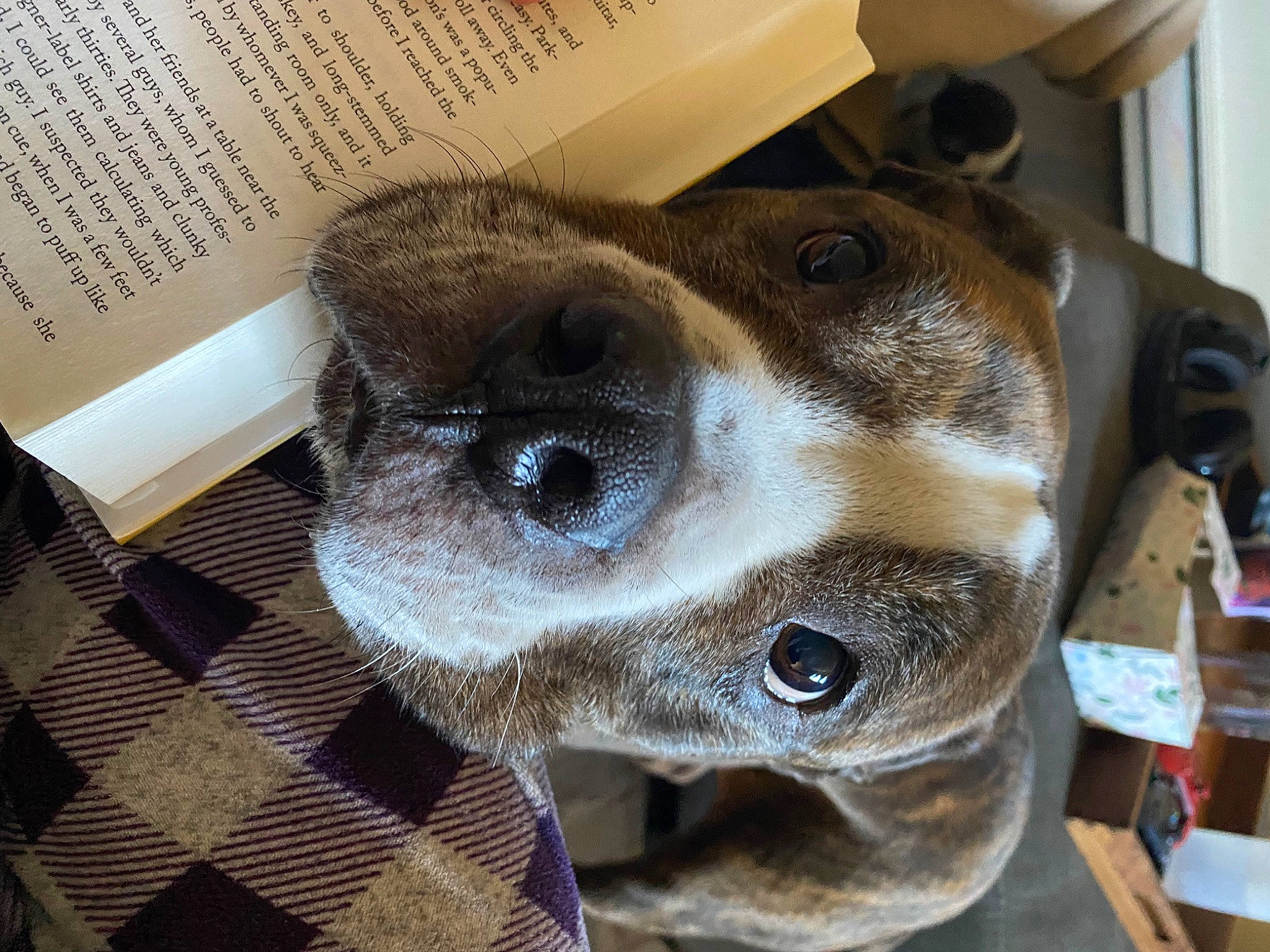 Keno joined the competition — help win amazing prizes! canidae, carnivore, collar, companion_dog, dog, dog_breed, dog_collar, dress_shirt, ear, fawn, fur, liver, non_sporting_group, pattern, paw, pet_supply, selfie, sporting_group, whiskers, working_animal