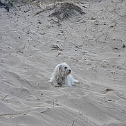 Swinnie a rejoint le concours — aidez-le/la à gagner de superbes lots ! animal, beach, calm, canine, daylight, dog, dune, fur, grass, landscape, nature, outdoor, pet, quiet, relaxing, sand, scenery, sunlight, white_dog, wild
