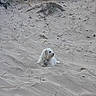 animal, beach, calm, canine, daylight, dog, dune, fur, grass, landscape, nature, outdoor, pet, quiet, relaxing, sand, scenery, sunlight, white_dog, wild