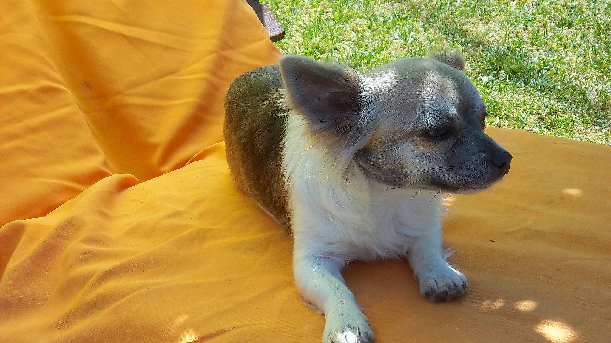 Perle participe au concours pour gagner de l'argent avec cette photo : canidae, carnivore, chihuahua, companion_dog, dog, dog_breed, dog_supply, fawn, fur, grass, small_terrier, sporting_group, tail, terrestrial_animal, toy_dog, whiskers, working_animal