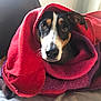 Newton participe au concours pour gagner de l'argent avec cette photo : dog, blanket, red, purple, pet, indoor, cozy, face, animal, cute, fur, eyes, snuggle, comfort, rest, couch, warm, portrait, looking, house