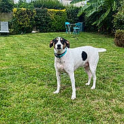 Newton participe au concours pour gagner de l'argent avec cette photo : dog, grass, garden, outdoor, greenery, collar, fence, bushes, table, chairs, house, cloudy_sky, pet, canine, backyard, nature, lawn, plant, leaf, shrub