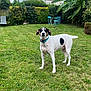 dog, grass, garden, outdoor, greenery, collar, fence, bushes, table, chairs, house, cloudy_sky, pet, canine, backyard, nature, lawn, plant, leaf, shrub