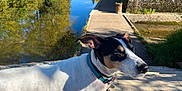 Newton a rejoint le concours — aidez-le/la à gagner de superbes lots ! dog, outdoor, water, canal, pathway, sunlight, nature, greenery, collar, shadow, side_view, animal, pet, walk, river, trees, reflection, daytime, quiet, scenery