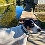 dog, outdoor, water, canal, pathway, sunlight, nature, greenery, collar, shadow, side_view, animal, pet, walk, river, trees, reflection, daytime, quiet, scenery