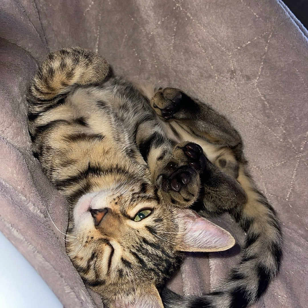 Yoshi a rejoint le concours — aidez-le/la à gagner de superbes lots ! abyssinian, animal, canine, cat, couch, cushion, dog, electronics, face, furniture, hardware, head, homedecor, kitten, manx, person, pet, photography, portrait, sleeping