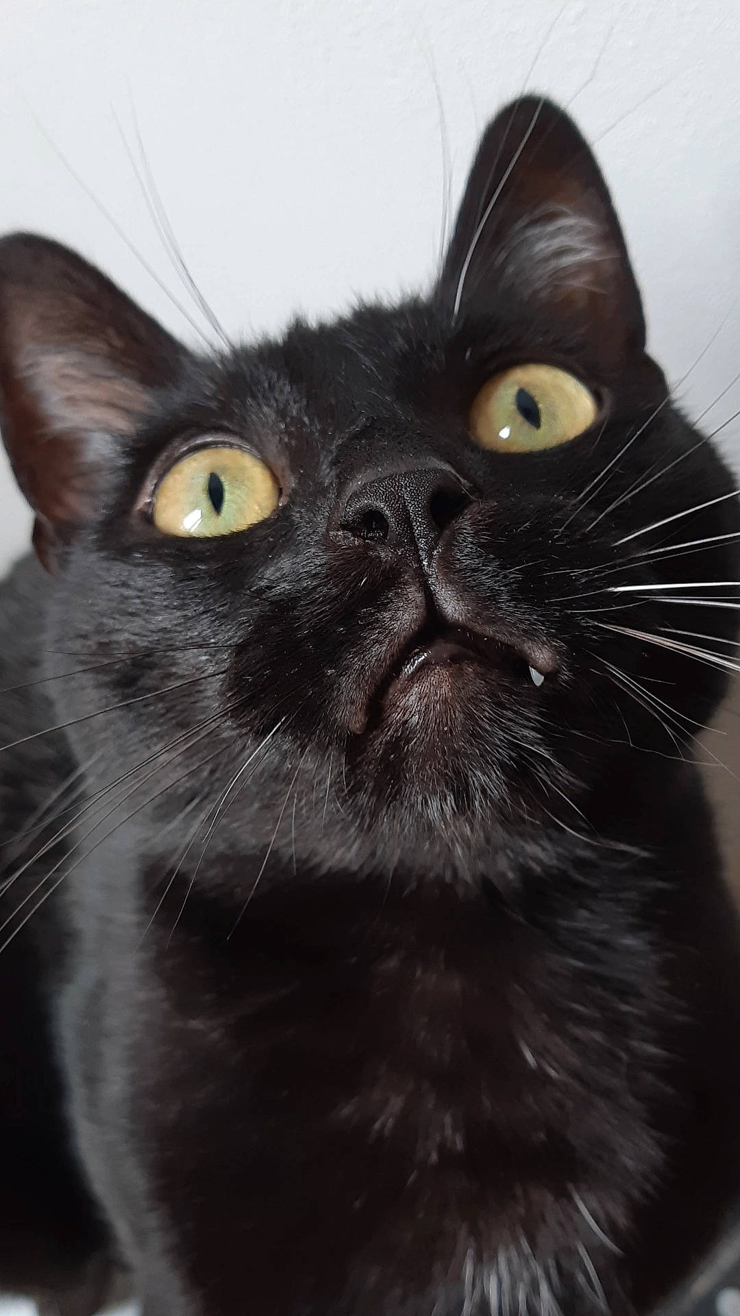 Laïko participe au concours pour gagner de l'argent avec cette photo : black_cat, bombay, carnivore, cat, close_up, domestic_short_haired_cat, ear, eye, felidae, fur, head, small_to_medium_sized_cats, snout, terrestrial_animal, whiskers