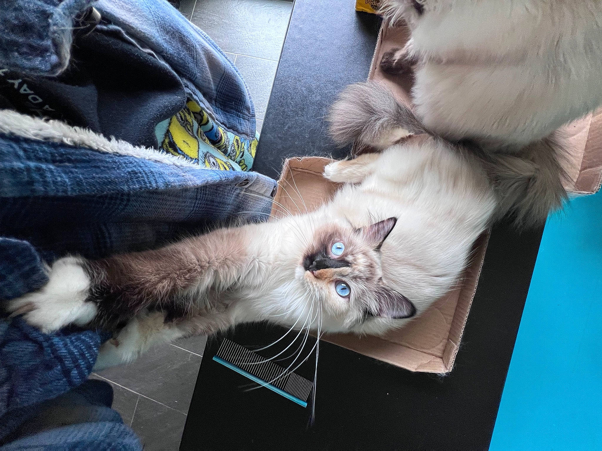 Rosie is registered to the contest to win money with this photo: carnivore, cat, claw, comfort, companion_dog, denim, domestic_short_haired_cat, fawn, felidae, fur, gesture, lap, natural_material, paw, small_to_medium_sized_cats, tail, whiskers