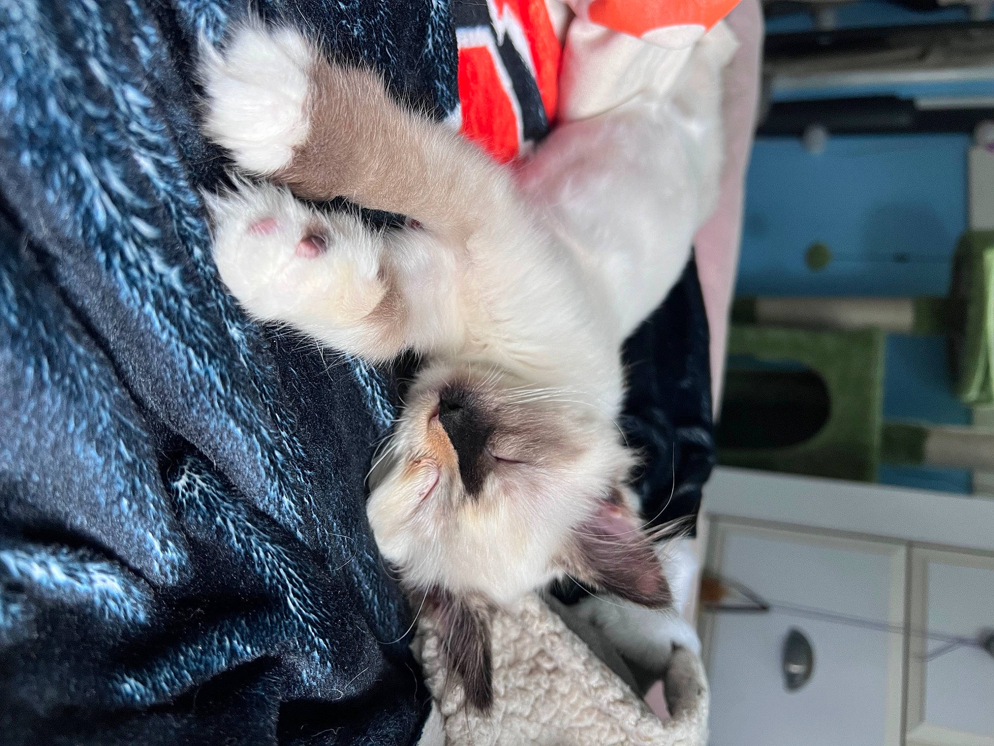 Rosie is registered to the contest to win money with this photo: canidae, carnivore, cat, claw, comfort, companion_dog, dog_breed, domestic_short_haired_cat, fawn, felidae, fur, gesture, nap, paw, puppy, small_to_medium_sized_cats, sporting_group, tail, whiskers