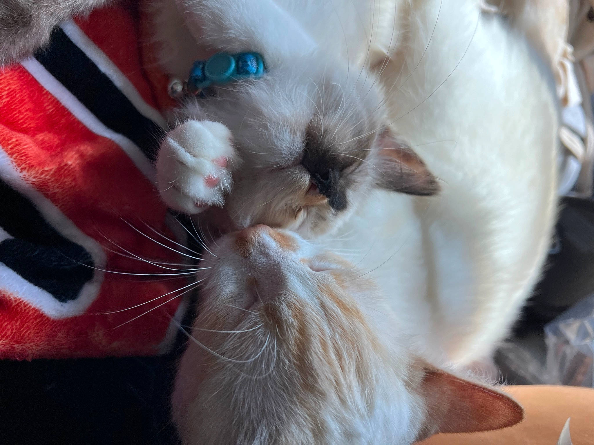 Rosie joined the competition — help win amazing prizes! balinese, carnivore, cat, claw, comfort, domestic_short_haired_cat, ear, fawn, felidae, fur, nail, nap, paw, siamese, sleep, small_to_medium_sized_cats, snout, tail, thai, whiskers