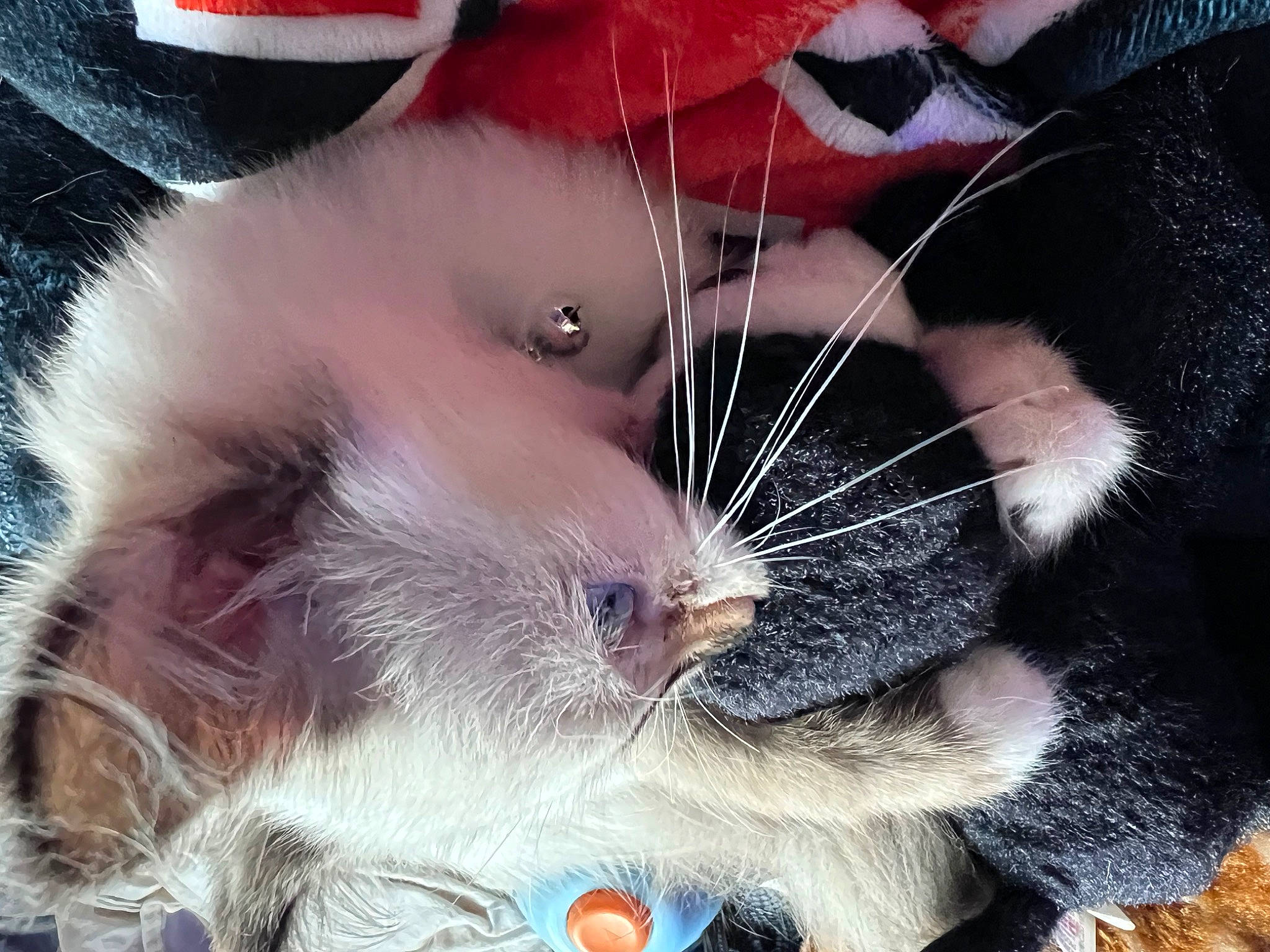 Rosie joined the competition — help win amazing prizes! carnivore, cat, claw, close_up, domestic_short_haired_cat, ear, eye, fawn, felidae, foot, fur, gesture, lap, mammal, nap, paw, small_to_medium_sized_cats, snout, tail, whiskers