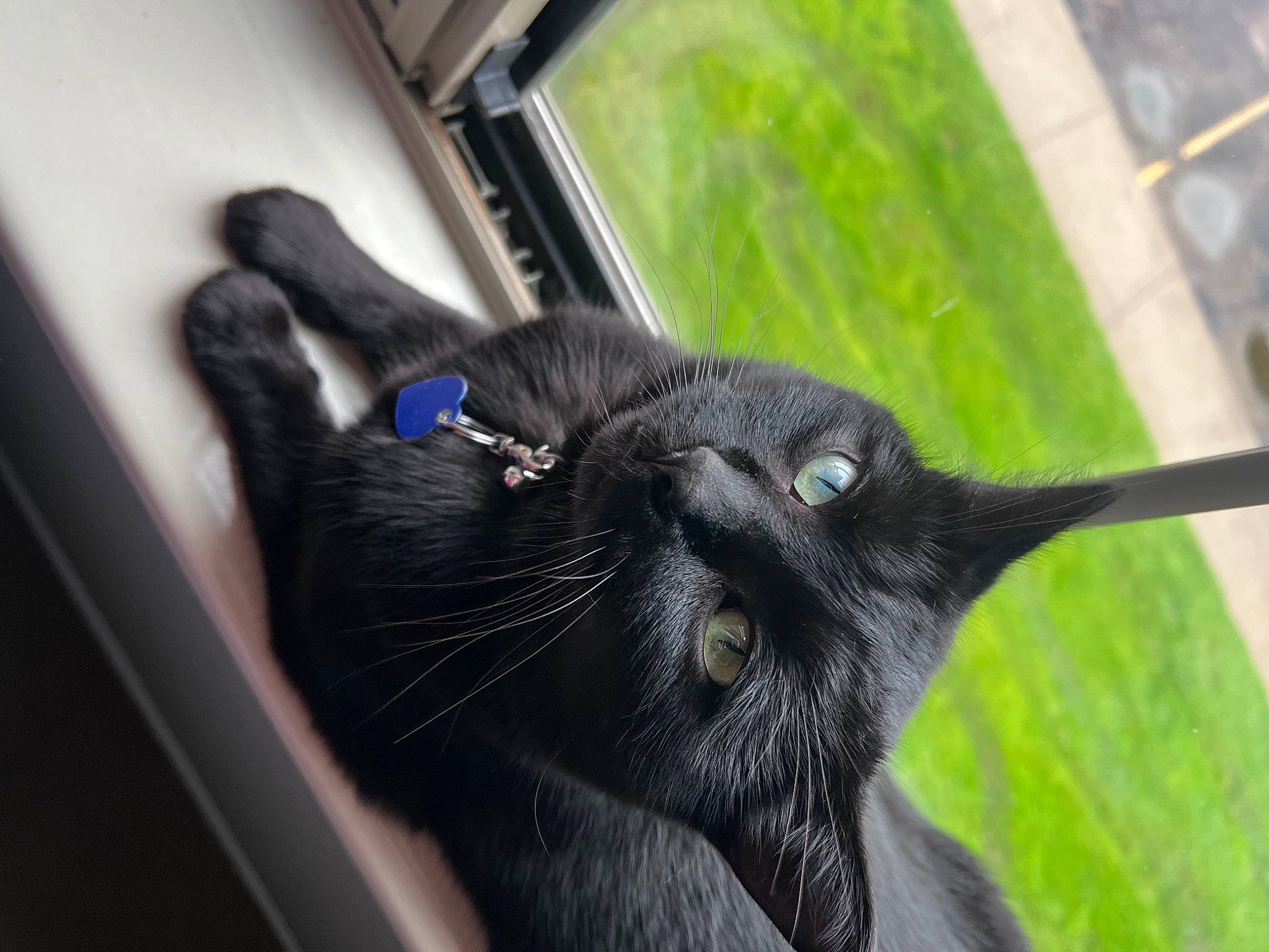 Snoop joined the competition — help win amazing prizes! black_cat, bombay, carnivore, cat, claw, collar, dog_breed, domestic_short_haired_cat, felidae, fur, grass, plant, small_to_medium_sized_cats, snout, sporting_group, tail, terrestrial_animal, whiskers, window, windshield