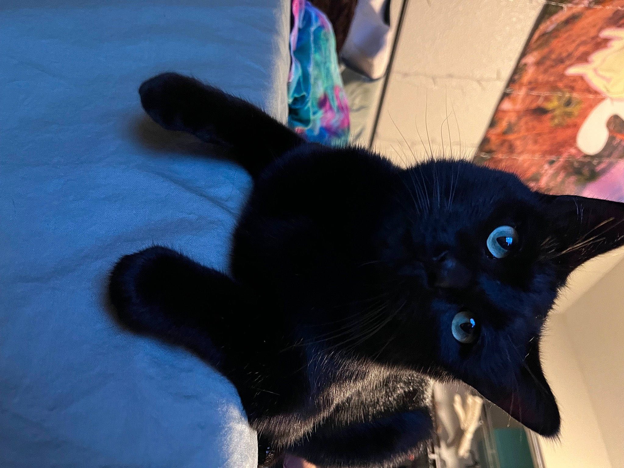 Snoop is registered to the contest to win money with this photo: black_cat, bombay, carnivore, cat, claw, comfort, domestic_short_haired_cat, electric_blue, felidae, fur, small_to_medium_sized_cats, tail, whiskers