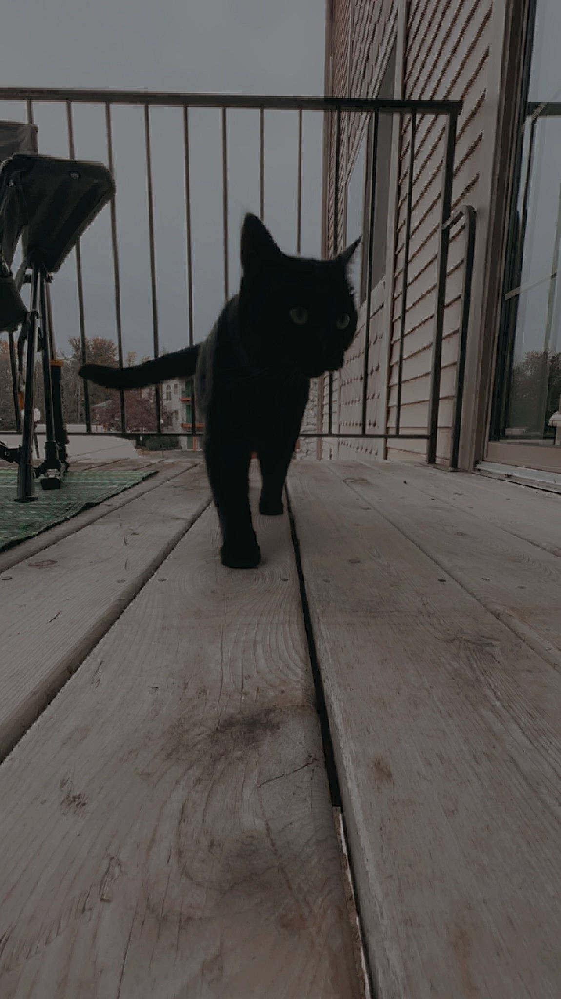 Snoop joined the competition — help win amazing prizes! black_cat, bombay, carnivore, cat, domestic_short_haired_cat, felidae, flooring, fur, grey, road_surface, shadow, sidewalk, small_to_medium_sized_cats, snout, tail, terrestrial_animal, tints_and_shades, tree, whiskers, wood