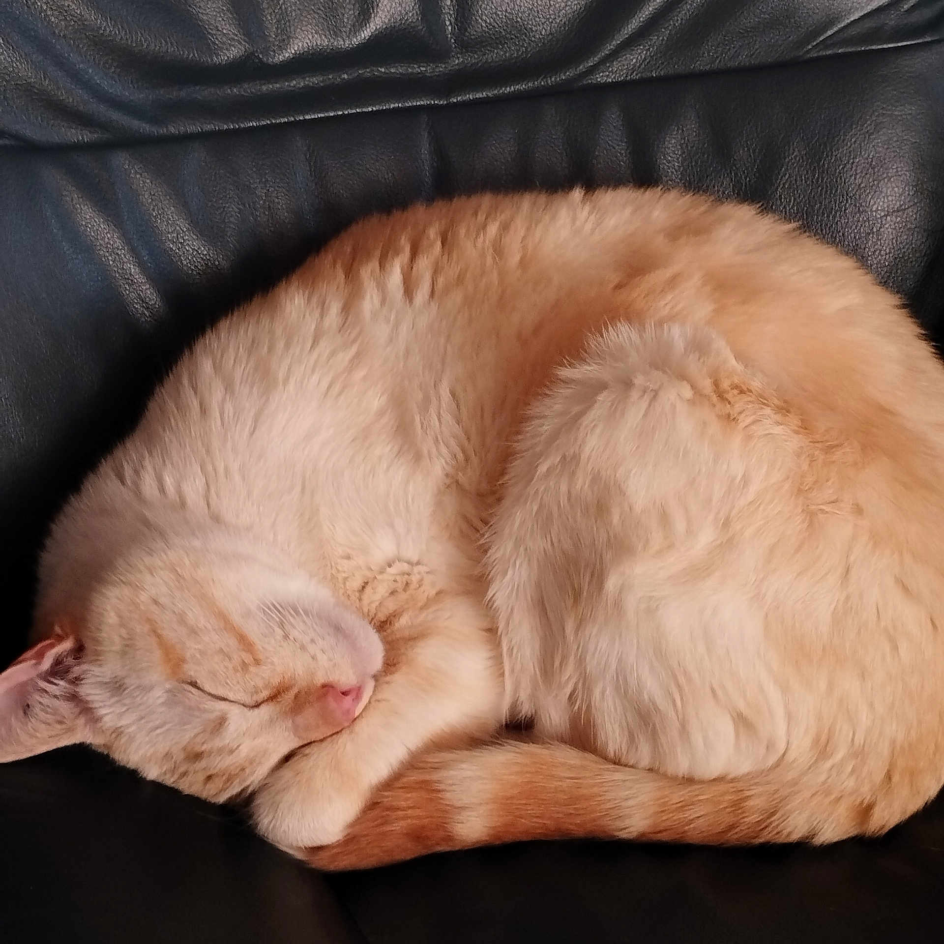 Flocon participe au concours pour gagner de l'argent avec cette photo : abyssinian, angora, animal, armchair, blanket, cat, chair, couch, cushion, furniture, hardwood, homedecor, kitten, manx, person, pet, siamese, sleeping, wood
