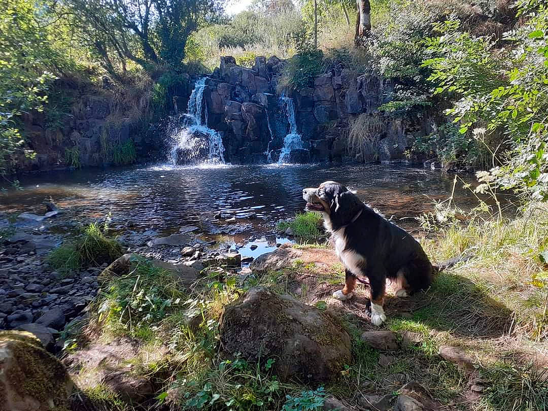 Rita a rejoint le concours — aidez-le/la à gagner de superbes lots ! carnivore, dog, dog_breed, fluvial_landforms_of_streams, forest, grass, lake, landscape, natural_landscape, plant, riparian_zone, sky, spring, stream, tree, water, water_feature, watercourse, waterfall, working_animal