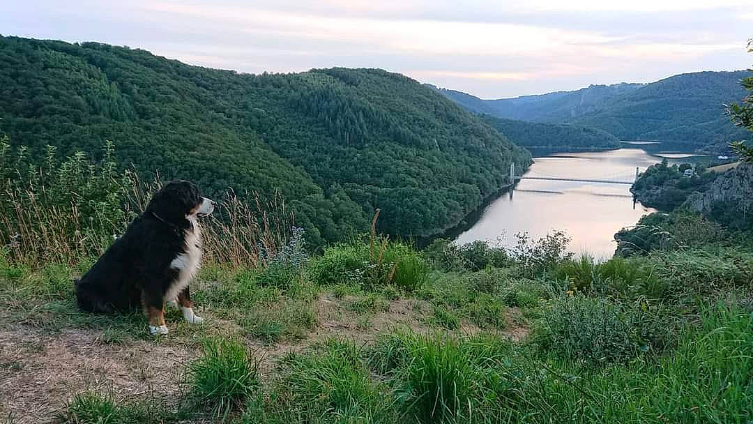 Rita participe au concours pour gagner de l'argent avec cette photo : carnivore, cloud, companion_dog, dog, dog_breed, grass, herding_dog, hill, lake, landscape, mountain, mountain_river, natural_landscape, plant, reservoir, sky, sporting_group, tree, valley, water