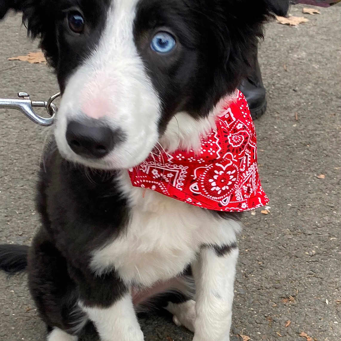 Sweety participe au concours pour gagner de l'argent avec cette photo : accessories, animal, bandana, canine, child, collie, dog, face, female, formalwear, girl, headband, hound, husky, leash, person, pet, puppy, strap, tie