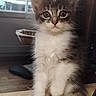 kitten, cat, furry, indoor, table, window, pet, curious, cute, sitting, young, whiskers, fur, domestic_animal, animal, eyes, face, cozy, natural_light, background