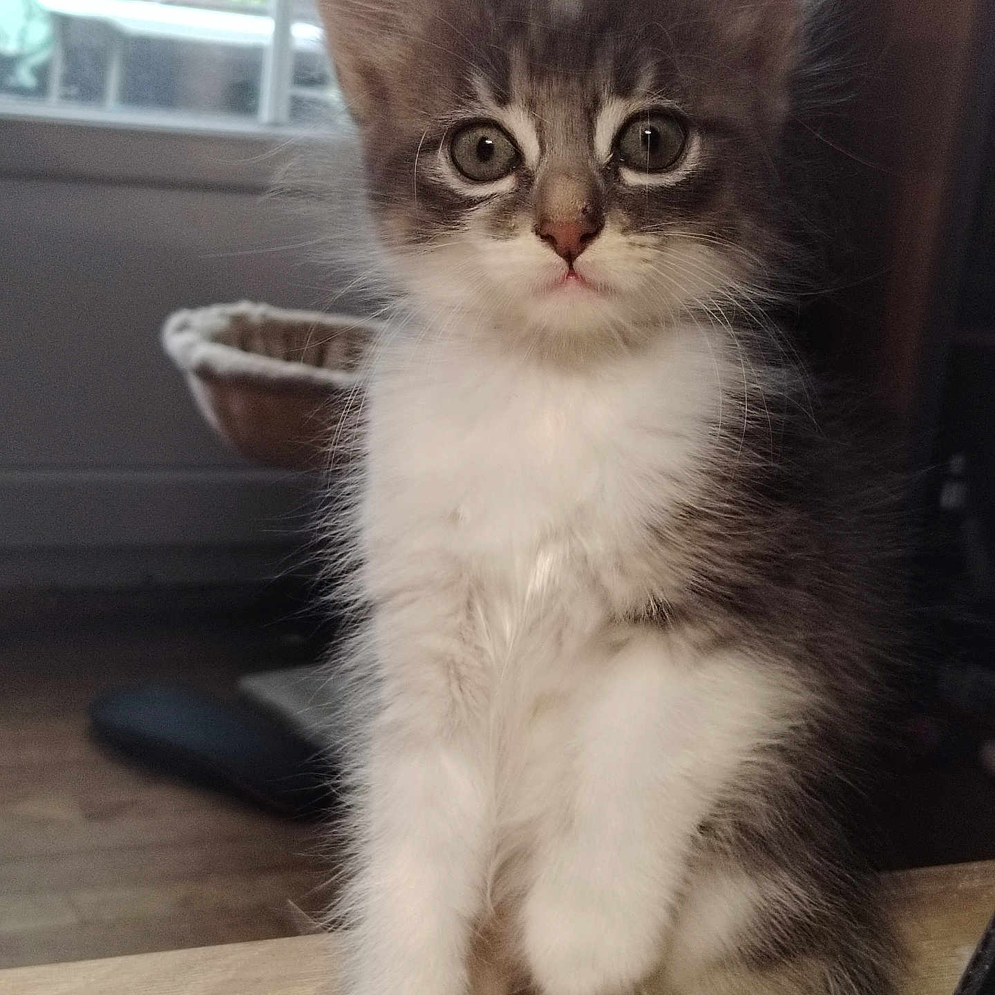Amandine participe au concours pour gagner de l'argent avec cette photo : kitten, cat, furry, indoor, table, window, pet, curious, cute, sitting, young, whiskers, fur, domestic_animal, animal, eyes, face, cozy, natural_light, background