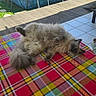 cat, fluffy, plaid_blanket, outdoor, sunlight, pool, relaxing, pet, animal, fur, blue_eyes, table, tiled_floor, grass, daylight, home, comfort, resting, shadow, colorful