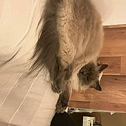 𝐑𝐮𝐛𝐲 a rejoint le concours — aidez-le/la à gagner de superbes lots ! cat, fluffy, pet, indoor, white_blanket, wooden_floor, relaxed, feline, long_hair, paw, home, cozy, animal, domestic, resting, cute, fur, mammal, comfort, sleepy