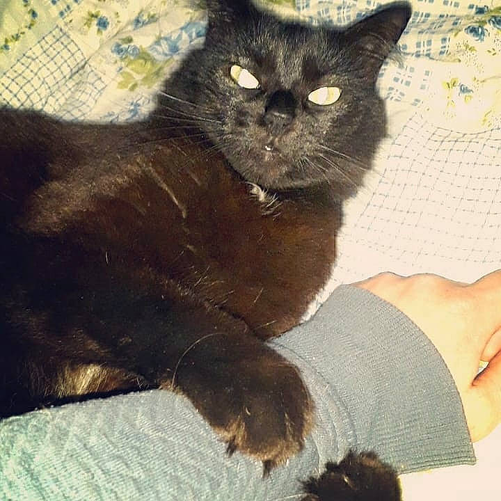 Mahori a rejoint le concours — aidez-le/la à gagner de superbes lots ! asian, black_cat, bombay, burmese, carnivore, cat, domestic_long_haired_cat, domestic_short_haired_cat, felidae, german_rex, havana_brown, kitten, korat, mammal, polydactyl_cat, small_to_medium_sized_cats, snout, vertebrate, whiskers