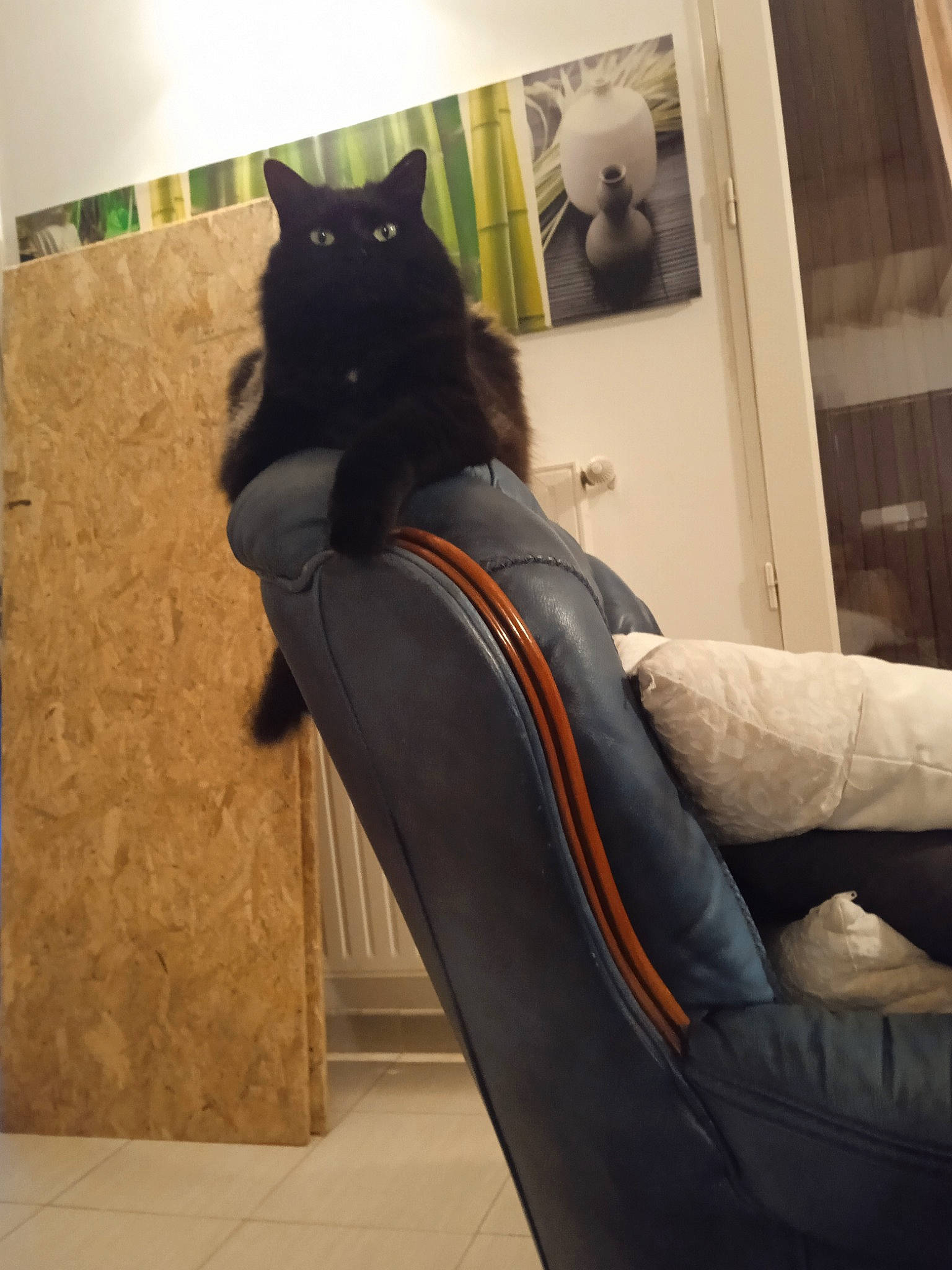 Mahori participe au concours pour gagner de l'argent avec cette photo : black_cat, carnivore, cat, chair, comfort, couch, felidae, floor, flooring, fur, grey, human_leg, sleeve, small_to_medium_sized_cats, tail, textile, thigh, vertebrate, whiskers, wood